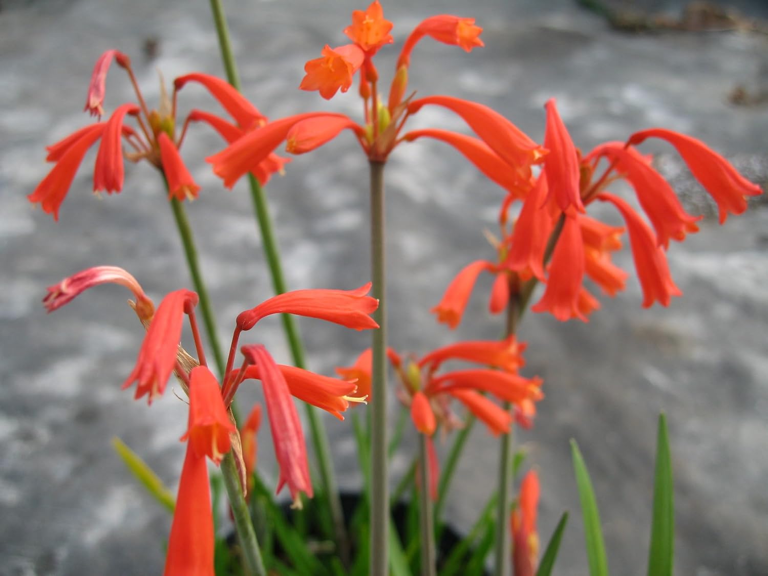 Heirloom (Heirloom scientific name) for planting in garden